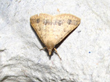 Gesonia obeditalis